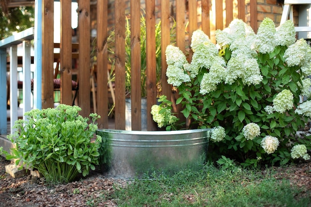 Antiguo lavabo en el jardín contra la pared de madera en casa y arbustos en flor hortensias blancas