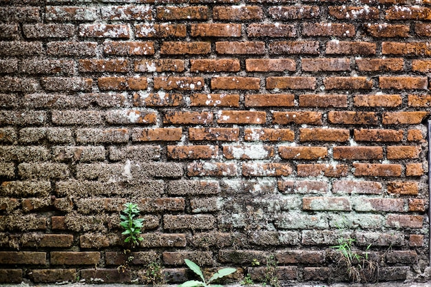 Antiguo muro de ladrillo rojo con plantas verdes.