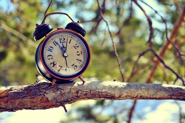 Antiguo reloj de alarma retro en el bosque en una rama en un brillante y cálido día de primavera.