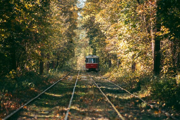 Antiguo tranvía rojo en el bosque de otoño