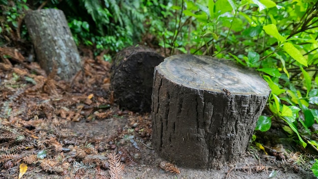 Foto antiguo tronco de árbol en lago negro en la ciudad de gramado