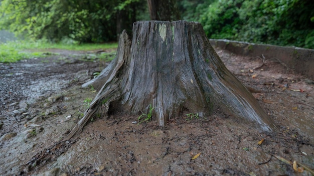 Foto antiguo tronco de árbol en lago negro en la ciudad de gramado