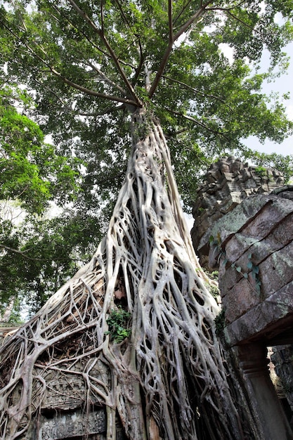 Antike Ruinen des Tempels Ta Prohm in Angkor Kambodscha