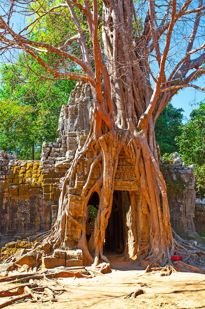 Antike Ruinen von Baum in Angkor Wat, Kambodscha