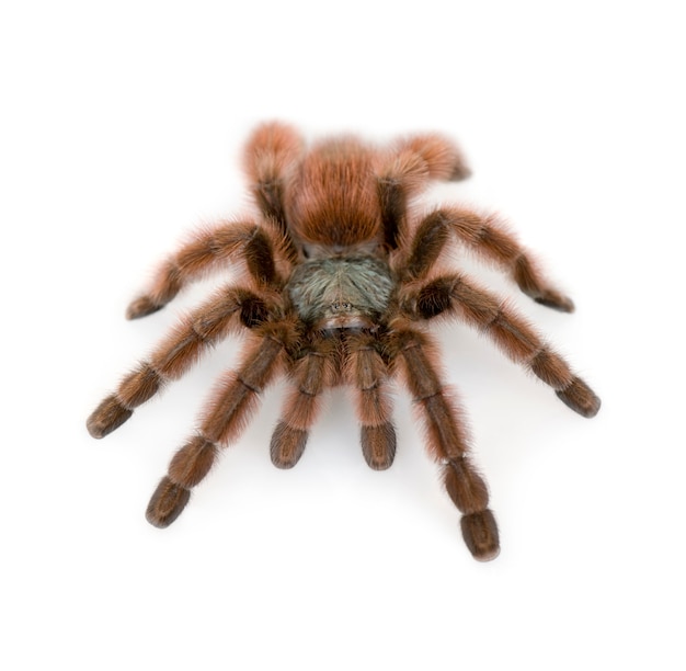 Antilhas pinktoe tarantula, Avicularia metallica isolado