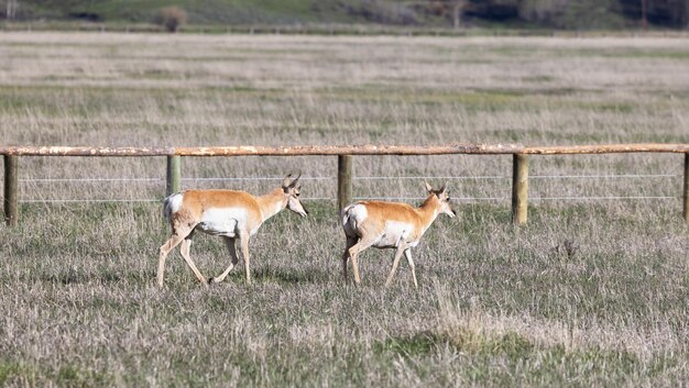 Antilope auf einer grünen Wiese während des sonnigen Tages