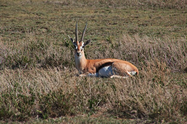 Antilope auf Safari in Kenia und Tansania, Afrika