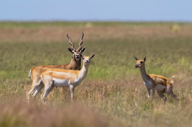 Antílope Blackbuck en entorno llano pampeano provincia de La Pampa Argentina