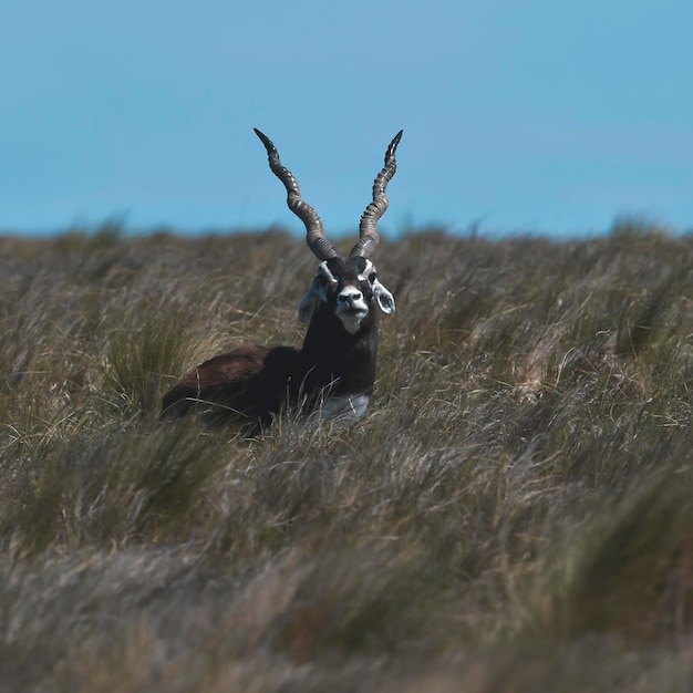 Antílope Blackbuck macho en entorno llano pampeano provincia de La Pampa Argentina