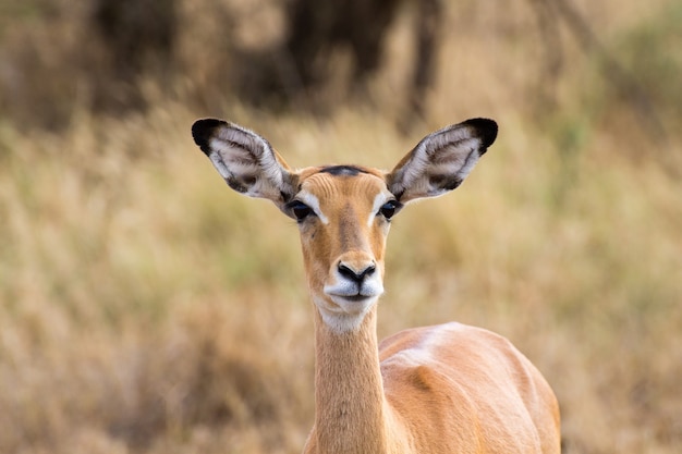 Antílope close-up. Parque Nacional do Serengeti, Tanzânia
