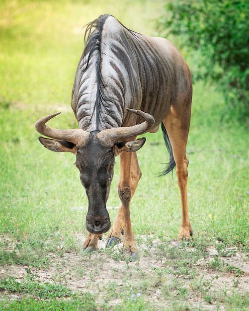 Antílope cornudo sudafricano único el gnu de pie en la sabana listo para atacar con cuernos