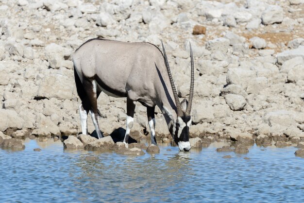 Antílope de orix selvagem na savana africana