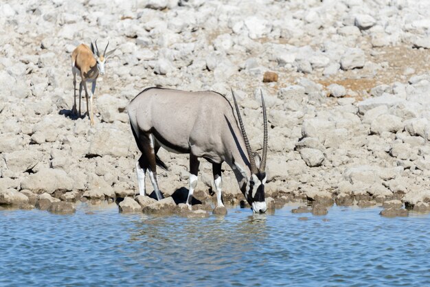 Antílope de orix selvagem na savana africana