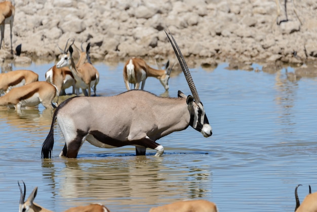 Antílope de orix selvagem na savana africana