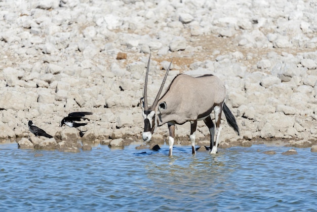 Antílope de orix selvagem na savana africana