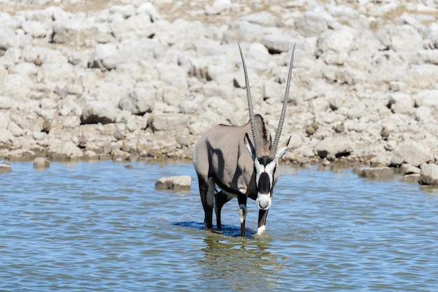 Antílope de orix selvagem na savana africana