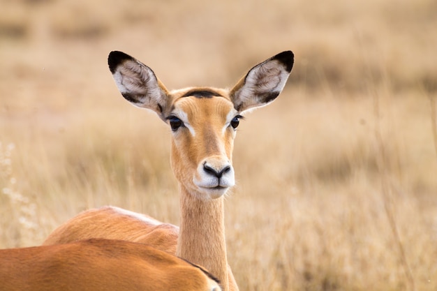 Antílope de perto. Parque Nacional Serengeti, Tanzânia, África