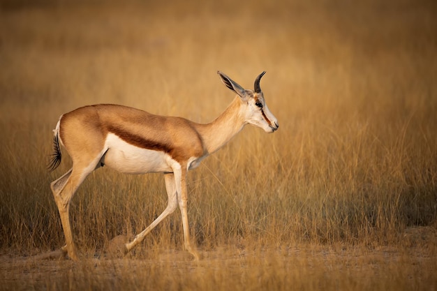 Antílope de tamanho médio Springboks no Parque Nacional de Etosha, Namíbia