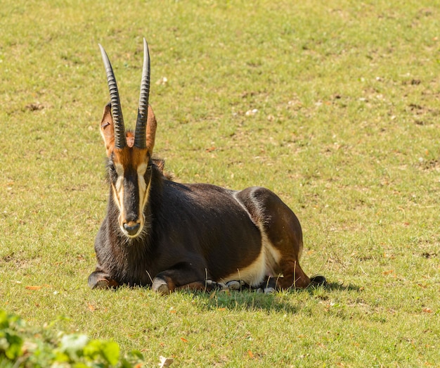 Antílope deitado na grama no zoológico de praga