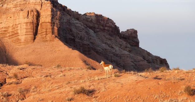 Antílope en el desierto durante el amanecer de la mañana