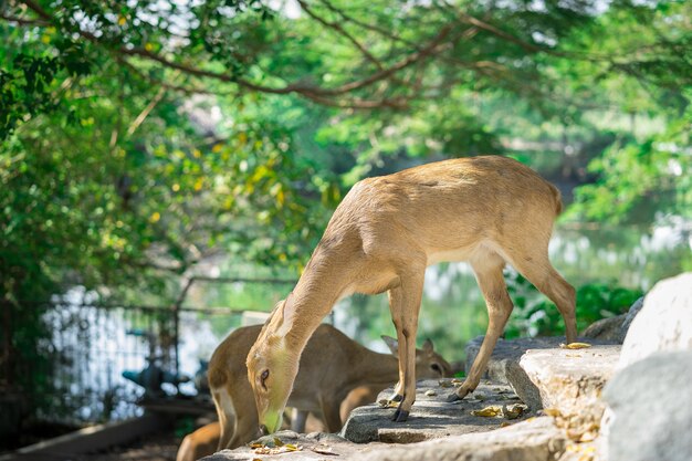 Antilope, die auf dem Boden im Zoo isst