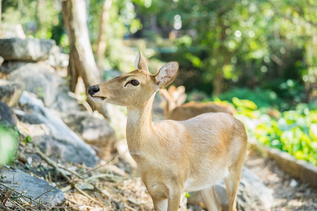 Antilope, die auf dem Boden im Zoo steht