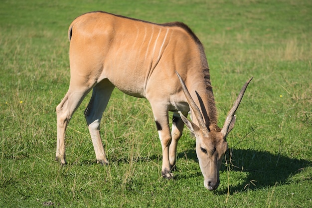 Antilope, die auf dem Gras steht