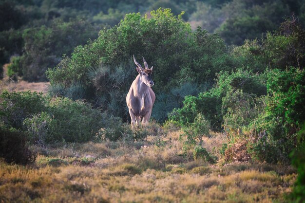 Antílope eland grande en el Parque Nacional Addo, Sudáfrica