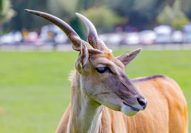 Antílope eland macho grande