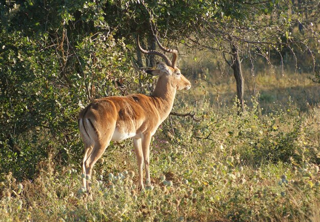 Antílope em Botsuana