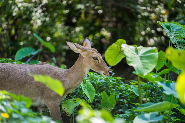 Antílope em pé na floresta