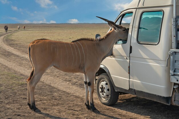 Antilope em safari olhando pela janela do carro