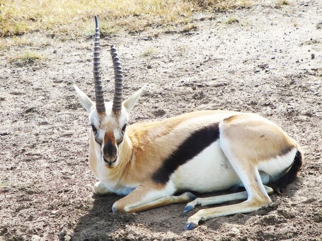 Foto antilope entspannen sich an einem sonnigen tag auf dem feld