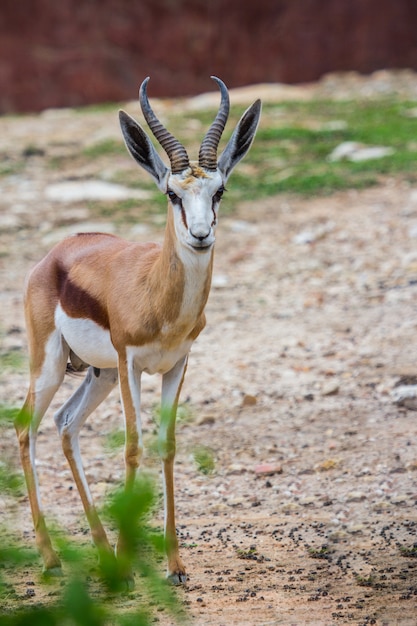 Foto antílope gemsbok, (oryx gazella), veado, áfrica sul