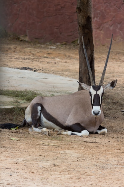 Antílope Gemsbok, (Oryx gazella), veado, áfrica sul