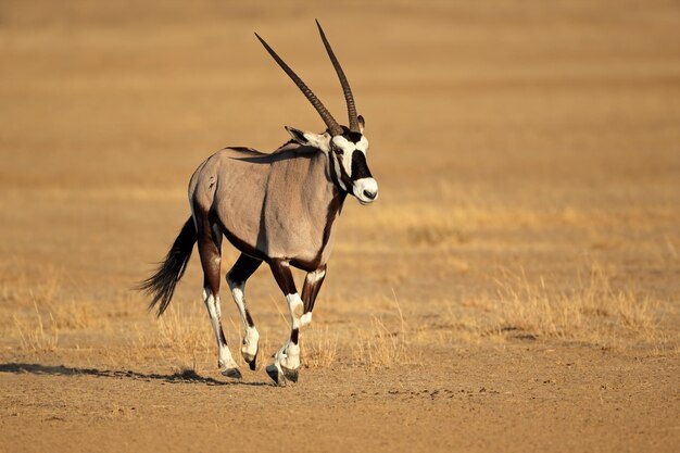 el antílope gemsbok que corre