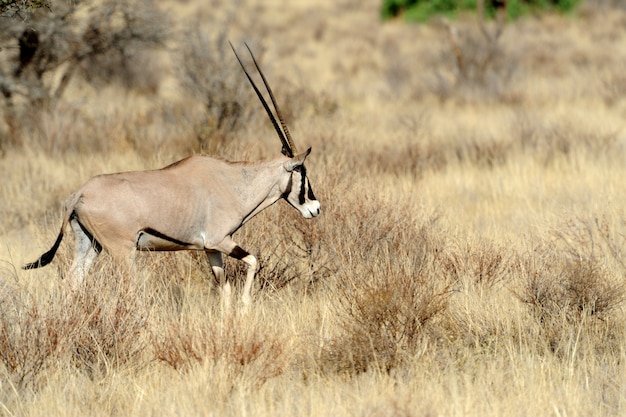 Antílope gemsbok