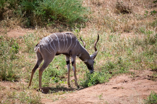 Antilope im Grasland der Savanne