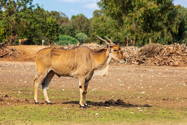 Antilope im Israel Safari Park