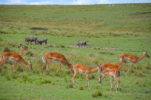 Antílope Impala com javalis na savana Masai Mara National Park Kenya África