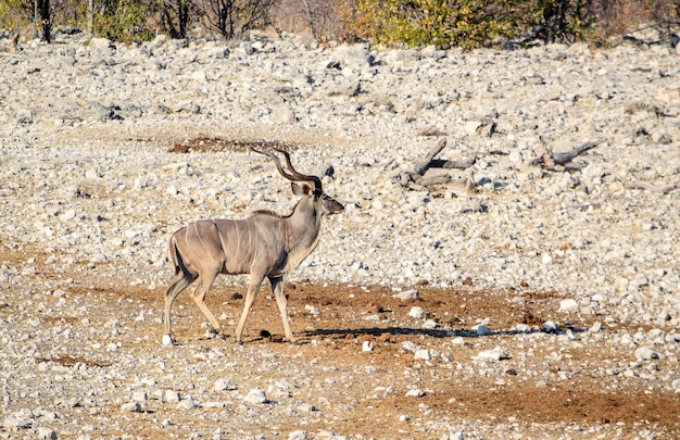 El antílope Kudu en un pozo de agua en Namibia