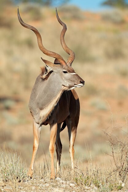 el antílope kudu