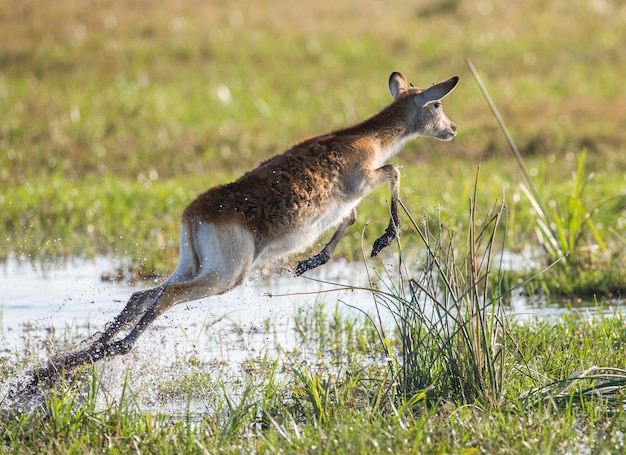 Antilope läuft auf dem Wasser, umgeben von Spritzern