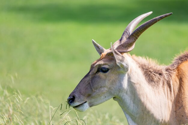 Antílope masculino grande do eland