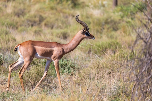 Antílope en medio de la sabana de Kenia