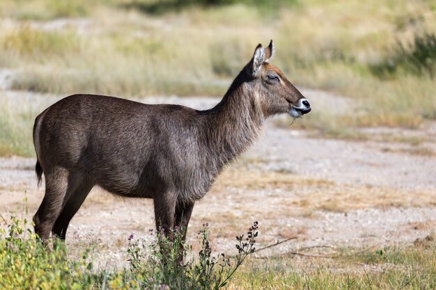 Antílope en medio de la sabana de Kenia