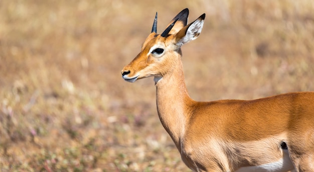 Antílope en medio de la sabana de Kenia