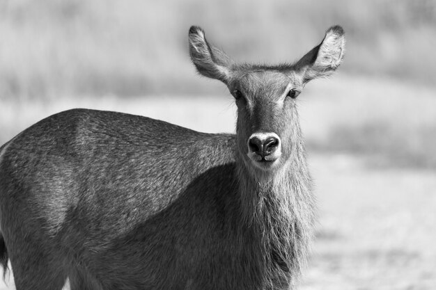 Antílope en medio de la sabana de Kenia