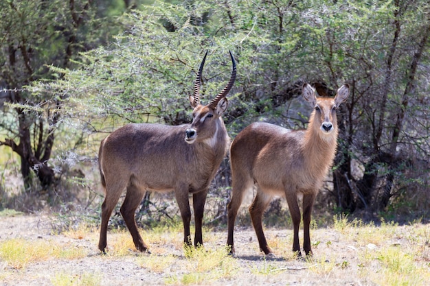 Antilope mitten in der Savanne von Kenia