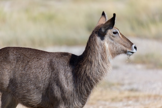 Antilope mitten in der Savanne von Kenia